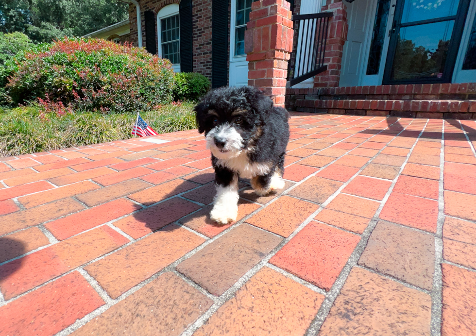 Mini Aussiedoodle Pup Being Cute