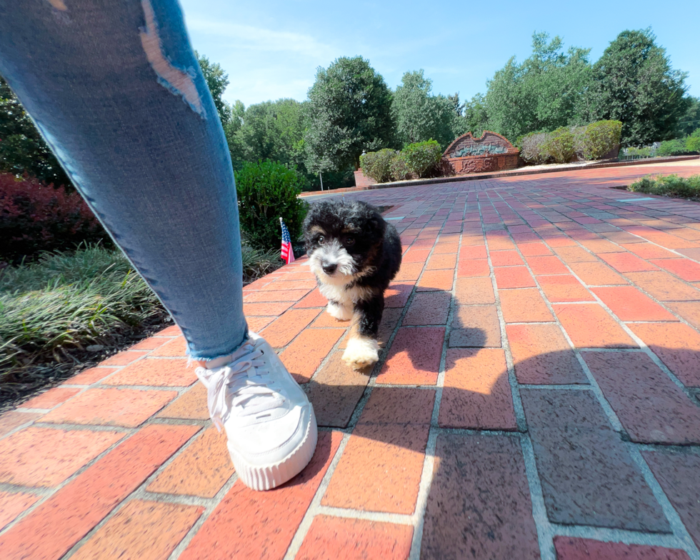 Cute Mini Aussiedoodle Poodle Mix Pup