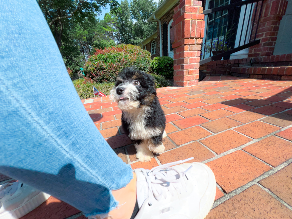 Cute Mini Aussiedoodle Baby