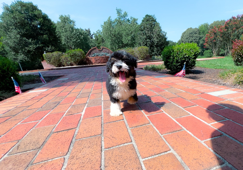 Best Mini Aussiedoodle Baby