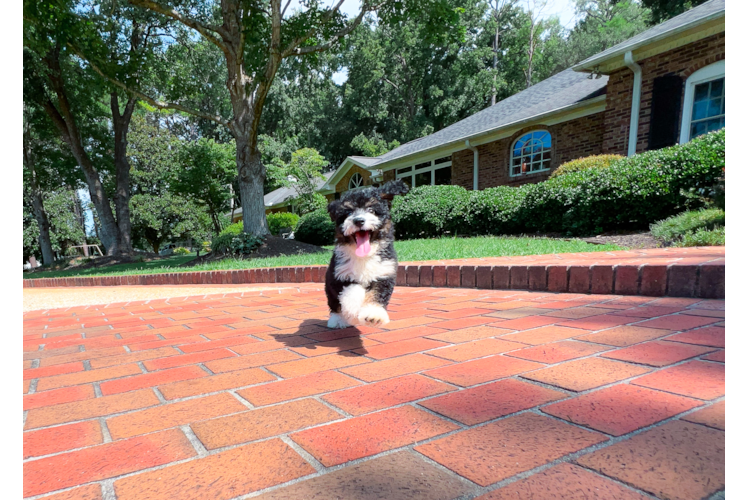 Mini Aussiedoodle Puppy for Adoption