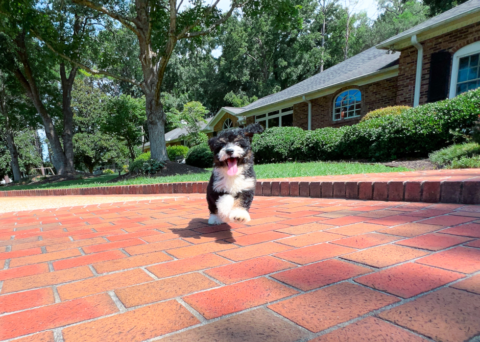 Mini Aussiedoodle Puppy for Adoption