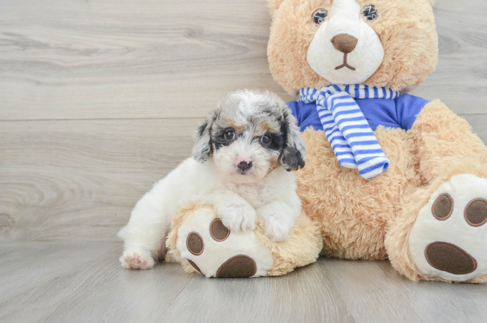 8 week old Mini Aussiedoodle Puppy For Sale - Simply Southern Pups