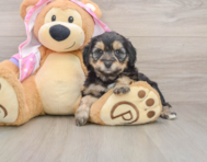 8 week old Mini Aussiedoodle Puppy For Sale - Simply Southern Pups
