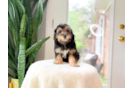 Mini Aussiedoodle Pup Being Cute