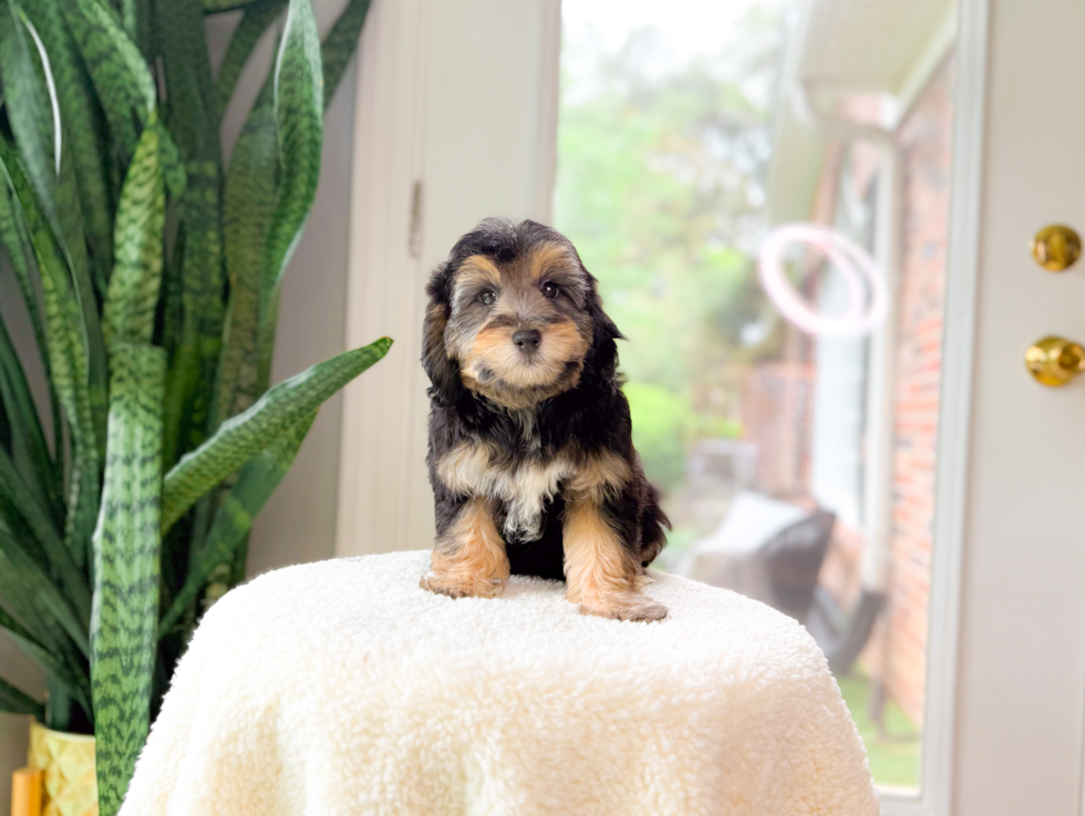 Mini Aussiedoodle Pup Being Cute