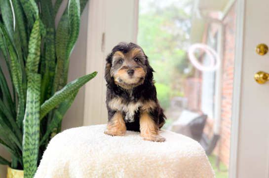 Mini Aussiedoodle Pup Being Cute