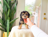 9 week old Mini Aussiedoodle Puppy For Sale - Simply Southern Pups