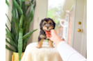Cute Mini Aussiedoodle Baby