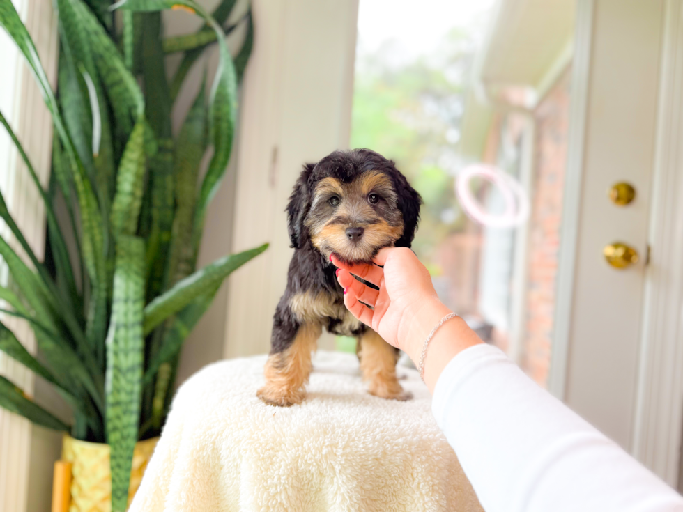 Cute Mini Aussiedoodle Baby