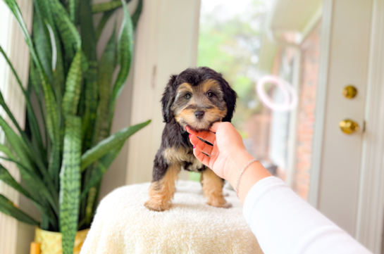 Cute Mini Aussiedoodle Baby