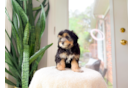 Cute Mini Aussiepoodle Poodle Mix Puppy