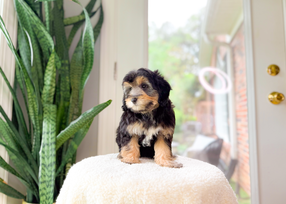 Cute Mini Aussiepoodle Poodle Mix Puppy