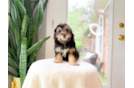 Cute Mini Aussiedoodle Baby