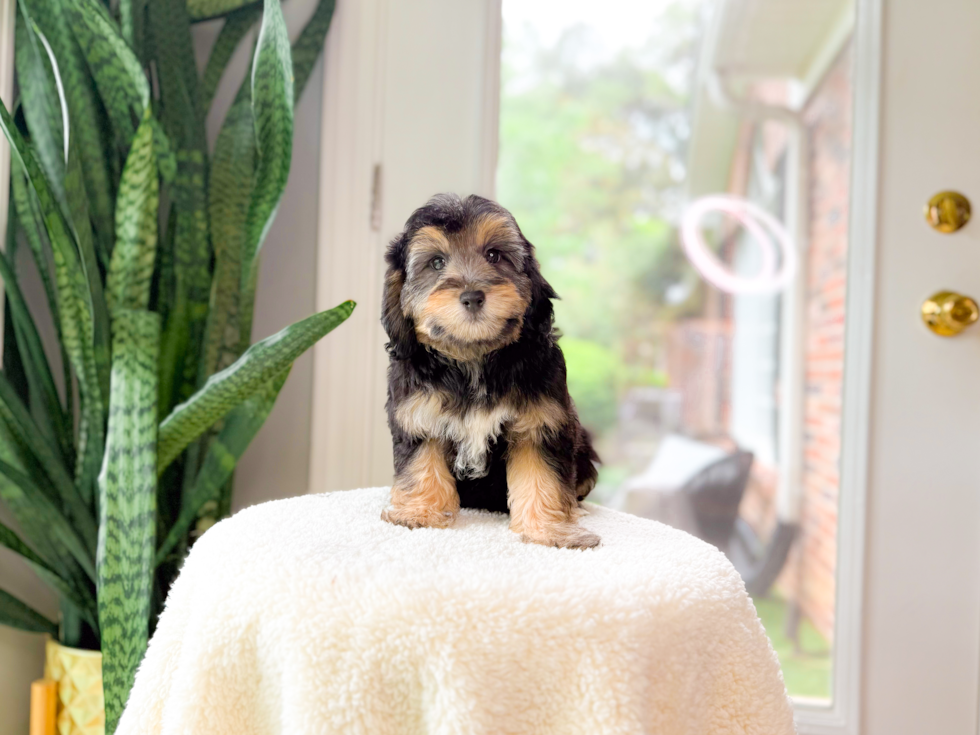 Cute Mini Aussiedoodle Baby