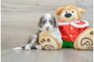 Mini Aussiedoodle Puppy for Adoption