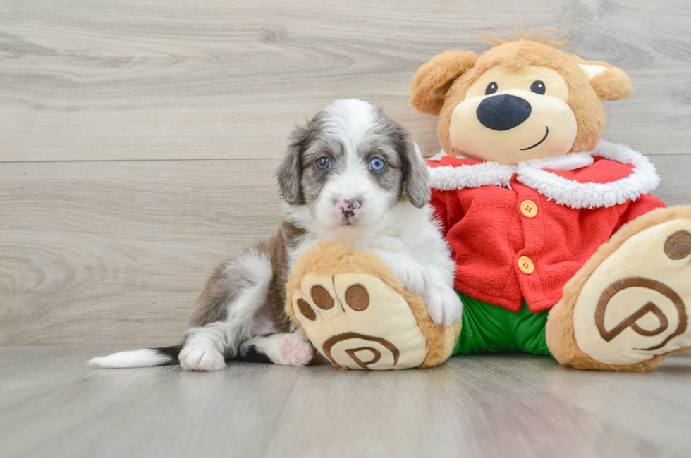 6 week old Mini Aussiedoodle Puppy For Sale - Simply Southern Pups