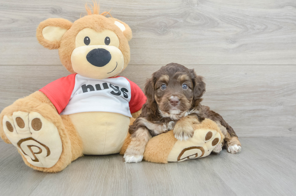 5 week old Mini Aussiedoodle Puppy For Sale - Simply Southern Pups