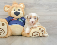 8 week old Mini Aussiedoodle Puppy For Sale - Simply Southern Pups