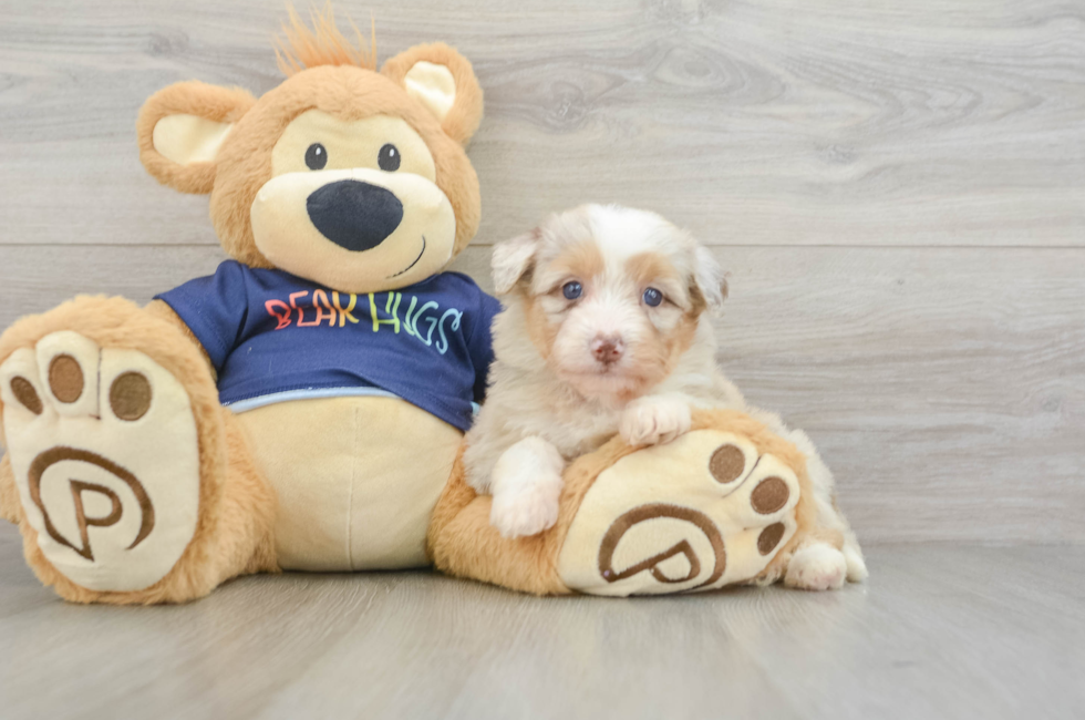 6 week old Mini Aussiedoodle Puppy For Sale - Simply Southern Pups