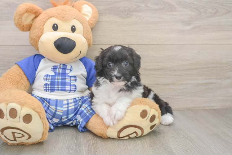 Friendly Mini Aussiedoodle Baby