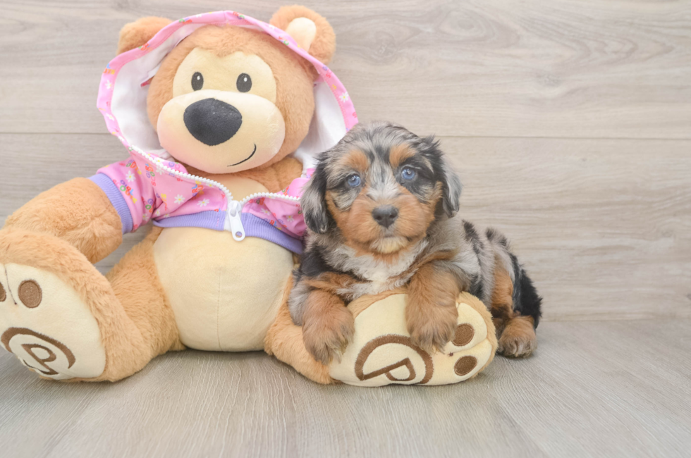5 week old Mini Aussiedoodle Puppy For Sale - Simply Southern Pups