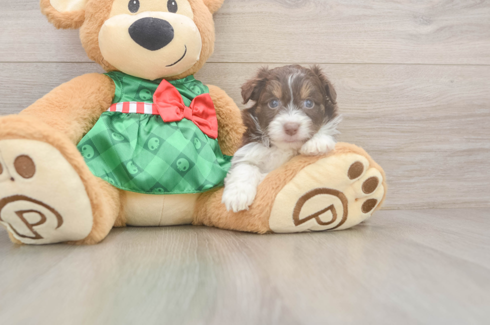 5 week old Mini Aussiedoodle Puppy For Sale - Simply Southern Pups