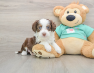 8 week old Mini Aussiedoodle Puppy For Sale - Simply Southern Pups