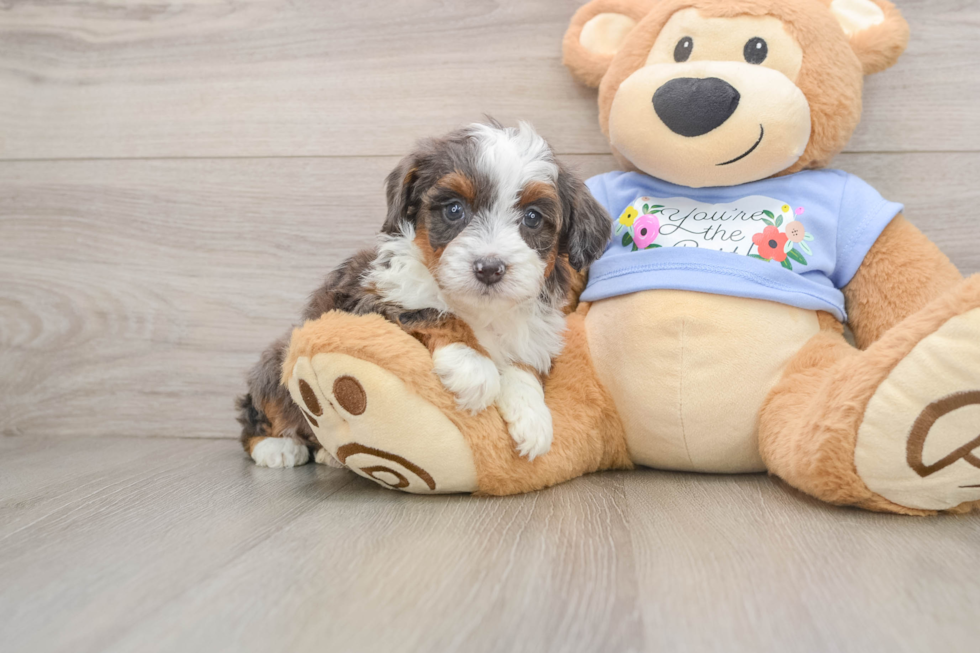 Mini Aussiedoodle Pup Being Cute