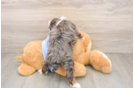 Fluffy Mini Aussiedoodle Poodle Mix Pup