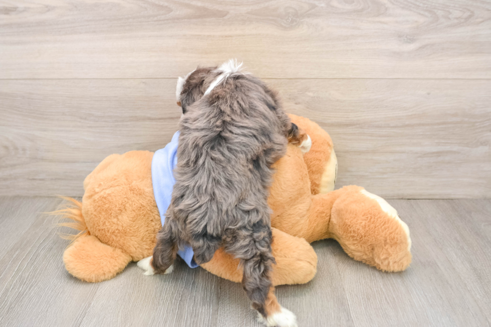 Fluffy Mini Aussiedoodle Poodle Mix Pup
