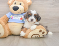 7 week old Mini Aussiedoodle Puppy For Sale - Simply Southern Pups