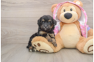 Best Mini Aussiedoodle Baby