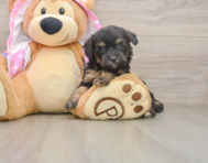 8 week old Mini Aussiedoodle Puppy For Sale - Simply Southern Pups
