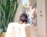 9 week old Mini Aussiedoodle Puppy For Sale - Simply Southern Pups