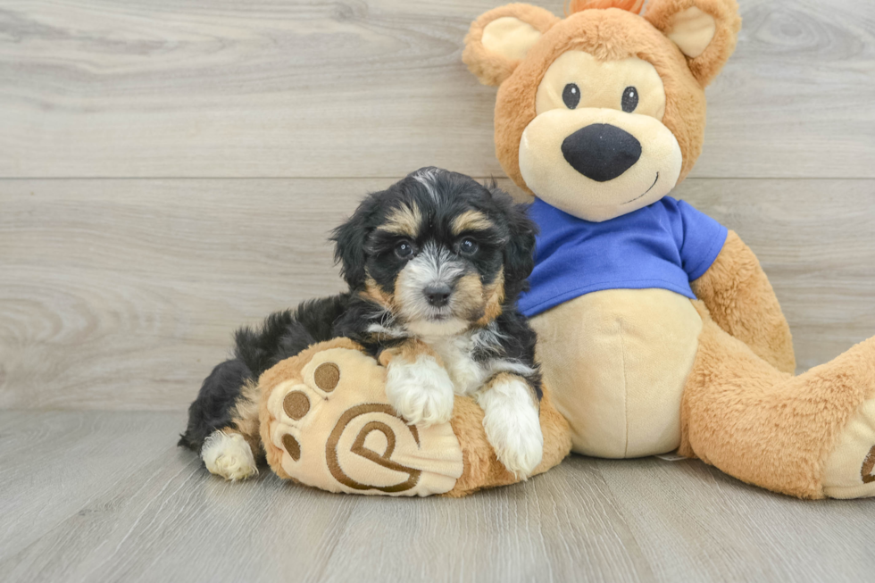 Fluffy Mini Aussiedoodle Poodle Mix Pup