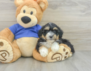 6 week old Mini Aussiedoodle Puppy For Sale - Simply Southern Pups