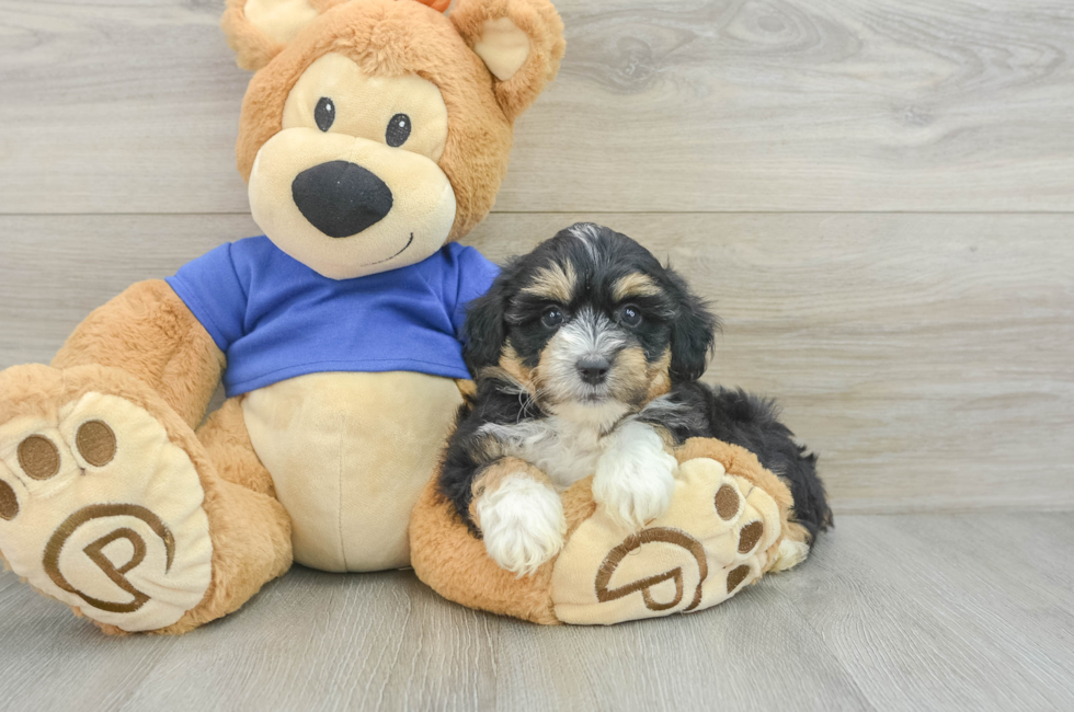 6 week old Mini Aussiedoodle Puppy For Sale - Simply Southern Pups