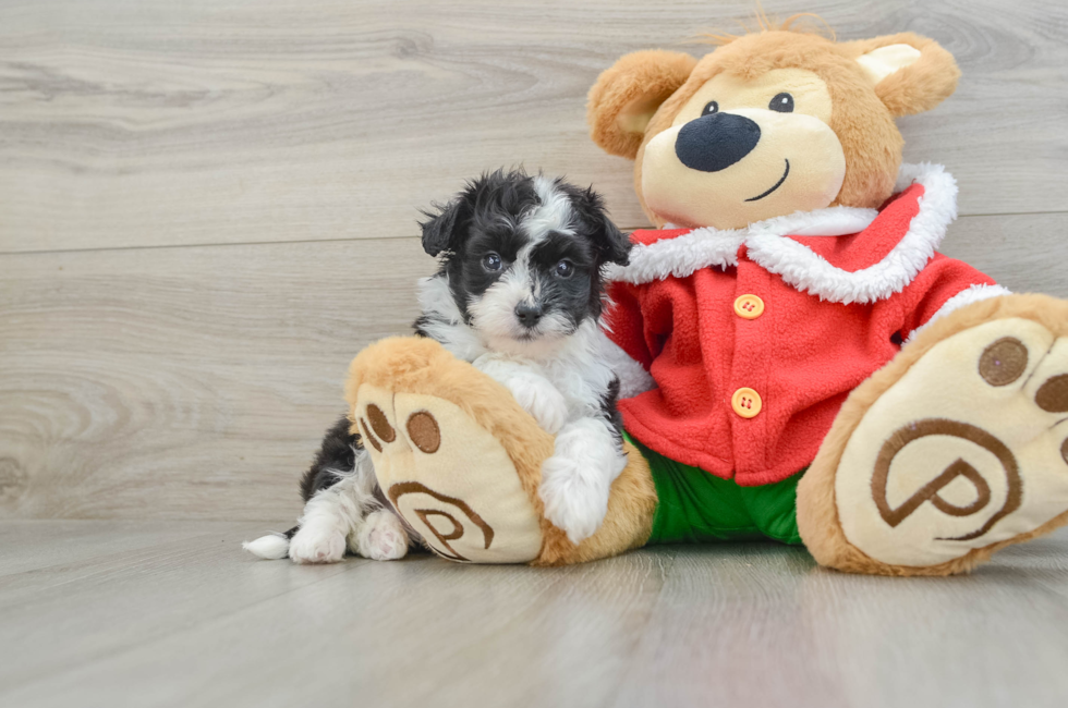 6 week old Mini Aussiedoodle Puppy For Sale - Simply Southern Pups