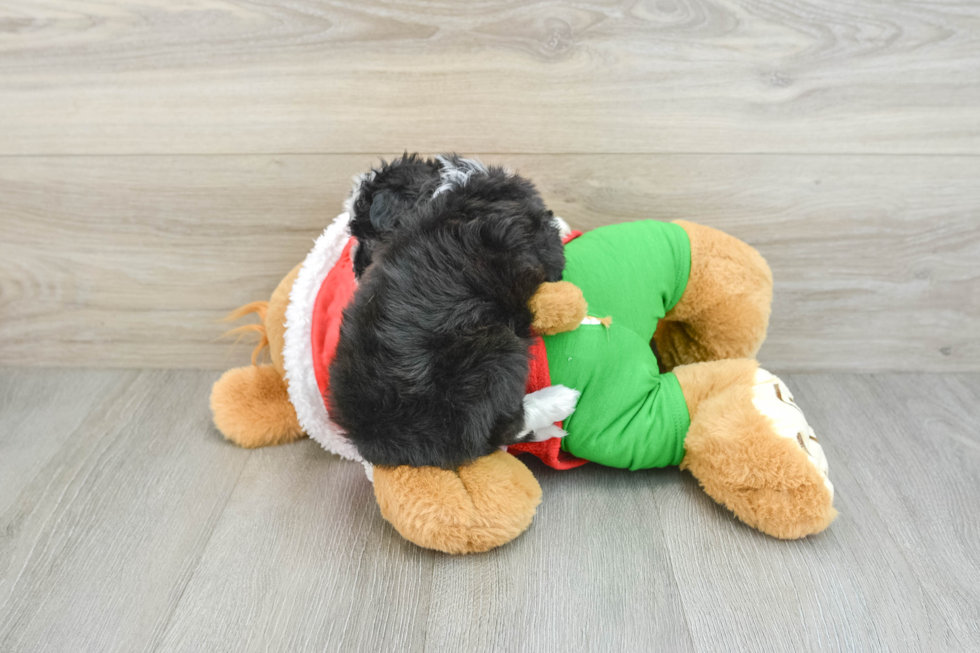 Mini Aussiedoodle Puppy for Adoption