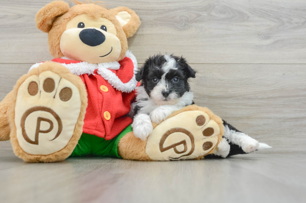 Mini Aussiedoodle Pup Being Cute