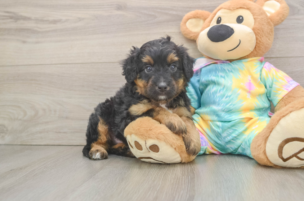 6 week old Mini Aussiedoodle Puppy For Sale - Simply Southern Pups
