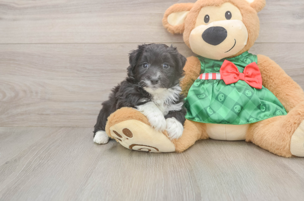 5 week old Mini Aussiedoodle Puppy For Sale - Simply Southern Pups