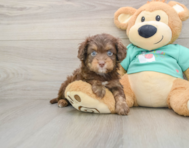 8 week old Mini Aussiedoodle Puppy For Sale - Simply Southern Pups