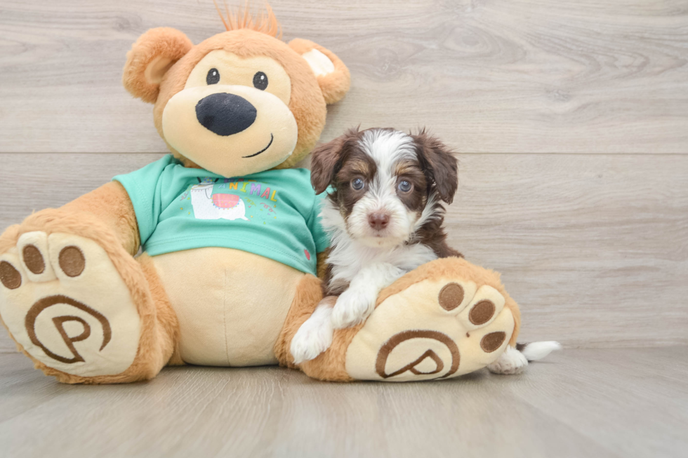 Smart Mini Aussiedoodle Poodle Mix Pup