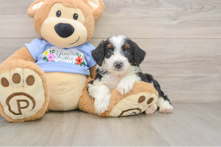 Popular Mini Aussiedoodle Poodle Mix Pup