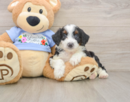 7 week old Mini Aussiedoodle Puppy For Sale - Simply Southern Pups