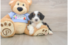Popular Mini Aussiedoodle Poodle Mix Pup