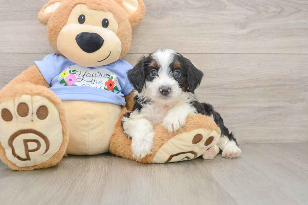 Popular Mini Aussiedoodle Poodle Mix Pup