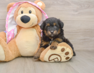 8 week old Mini Aussiedoodle Puppy For Sale - Simply Southern Pups